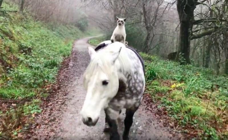 Кот вырос в конюшне и выезжает на прогулки, сидя на лошади